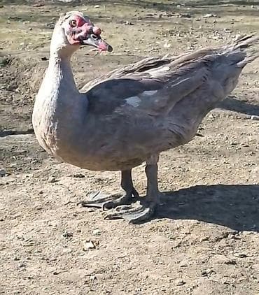 tovuz quşları: 7-aylıq aktiv lavada erkək.Heyvandan başı çıxanlar bilir necə heyvan — 2