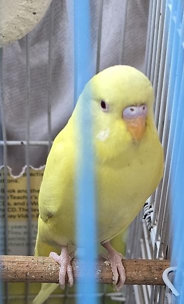 amadin quşu: Məhsul: Sarı rəngli dalmatian/albino tipli dalğıc (budağı – — 2