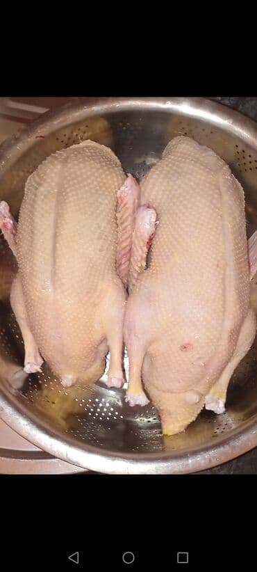 Satılır: təmizlənmiş, lal ördek satılır. - Şəkillərdə: iki ədəd tam