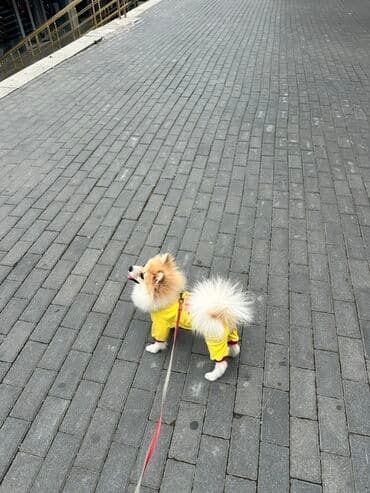 çin aslanı: Şpitz, 8 ay, Dişi — 2