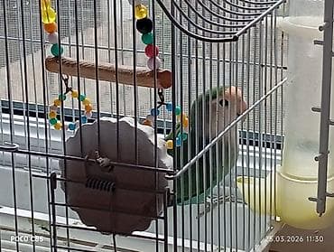 qəfes: Sevimli dalmatian tutuquşu (lovebird) və qəfəs aksesuarları - Növ — 1