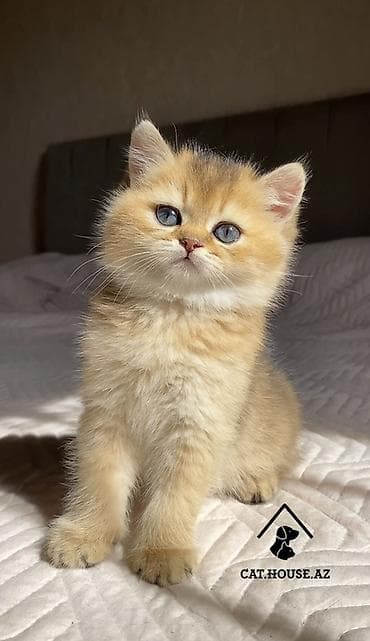 pişik şotlant: Britan, Erkək — 2