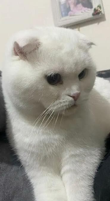 Şotland yastı qulaq