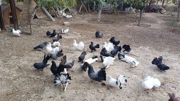 simmental inək satılır: Məhsul: müxtəlif növ ev göyərçinləri Təsvir: - Rənglər: ağ, qara — 8