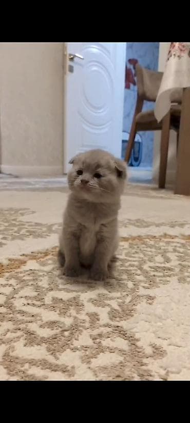 pulsuz pişiy: Şotland yastı qulaq — 5