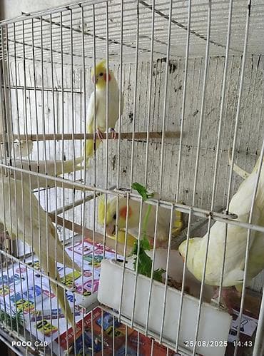 əbabil quşu: Hazir dişi ruçnoy Növ: Nimfa (Cockatiel) – sarı rəngli, başında tüklü — 6