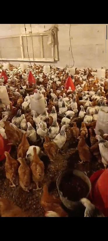 alman afçarkası balası: NOVXANİ TAM SAĞLAM 3 AY DAMAZLİQ ✅0️⃣5️⃣5️⃣-7️⃣7️⃣8️⃣-0️⃣9️⃣-8️⃣8️⃣ — 4