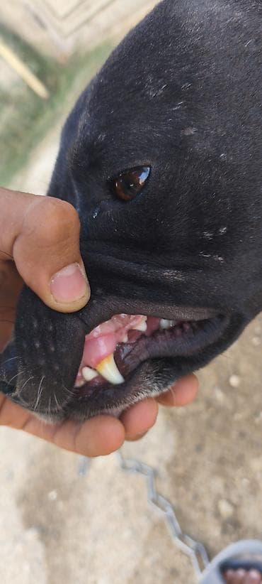 şpitz it: Pitbul — 1