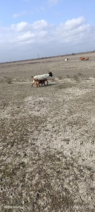 Keçilər, çəpişlər: 10 balalı keçidi 8-zi birinci ikinci qarın doğmuş keçilərdi 2-si — 3