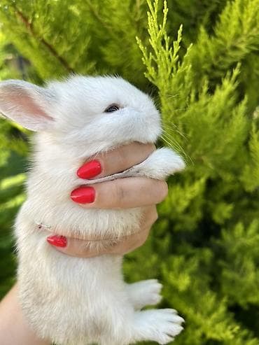 dovsan: 🐰 1 aylıq Mini Holland Lop balalarımız yeni yuvalarını axtarır. 🤍 ✅ — 4