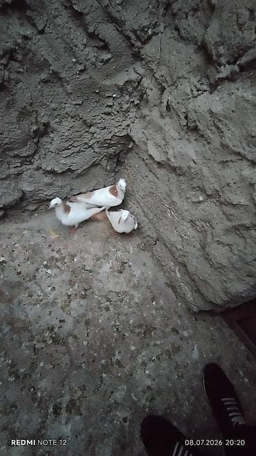 ev qus: Məhsul: Ev göyərçinləri kolleksiyası HƏR NOVDƏ GÖYƏRÇIN VAR — 4