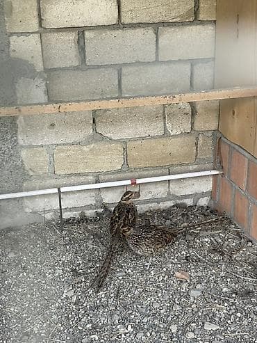 Qazlar: Xoruz, il: 2 — 2