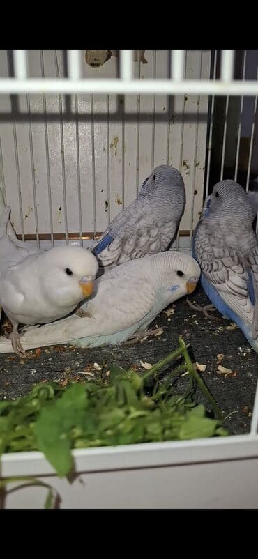 geref quşu: Tutuquşu balaları biri 15 manat dördünü alana 50 manat Təsvir: - Ağ — 2