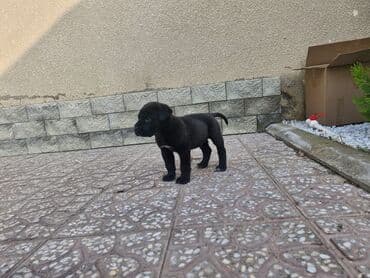 Opel: Кане-корсо, 1 месяц, С прививками, Самовывоз — 1