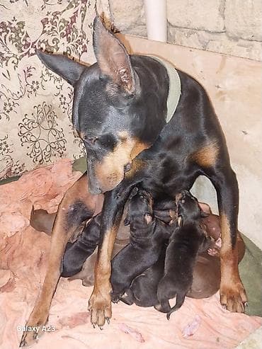 balaca it adlari: Doberman — 10