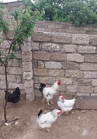 lal ordək satışı: Bramadan dönmə xoruz satılır çəkisi hardasa 3.5 dən yuxarıdır.toyuqlar — 2