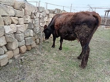 Yemlər: Salam inək satılır ətlik di 4 litir süd verir 06.07.011 iylədə Bater — 2