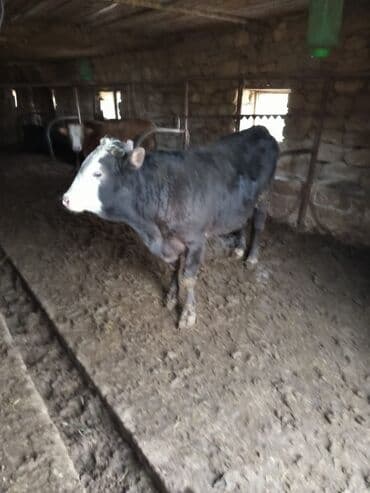 10 baş əl danasi — 2