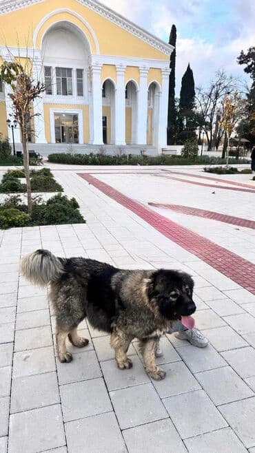 bu iti: Qafqaz çoban iti, Erkek — 10