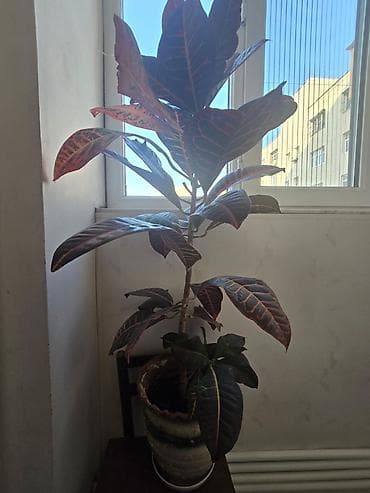 gubre: Dekorativ otaq bitkisi – Krotun (Codiaeum variegatum) - Növlə — 1