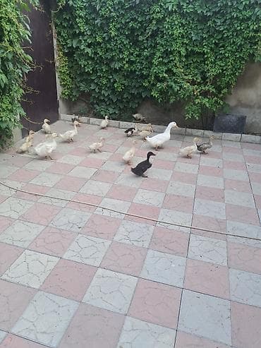 Ördəklər satlır kom alana endirim olacaq — 4