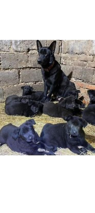 xamilyon heyvan: 2 ay, Dişi, Pulsuz çatdırılma — 9