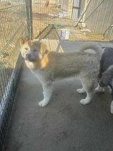 pers pisiyi satilir: Akita-inu, 6 ay, Erkek — 2