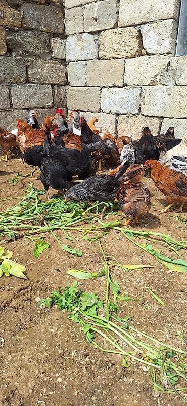 inqivator cuce: Toyuq cücələri, Damazlıq, Ödənişli çatdırılma — 3