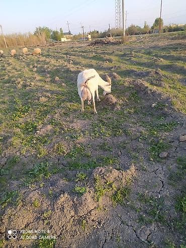 bala haski: Sanen Südlük keçi – bala ilə birlikdə - Cins: ağ südlük keçi Saanen — 7