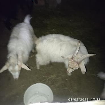 cepis: Çəpiş 6ededdi hamsini götürənə üst usde 100az tek tek ferqli qiymetdi — 1