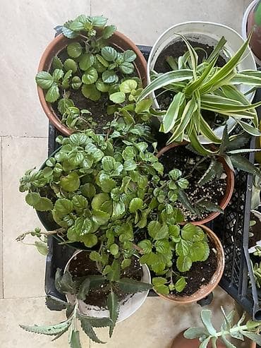 Комнатные растения: 🌸Ev, balkon bitkiləri hər biri 4azn Endirim 👉🏻10 dənə alana 3 azn - — 1