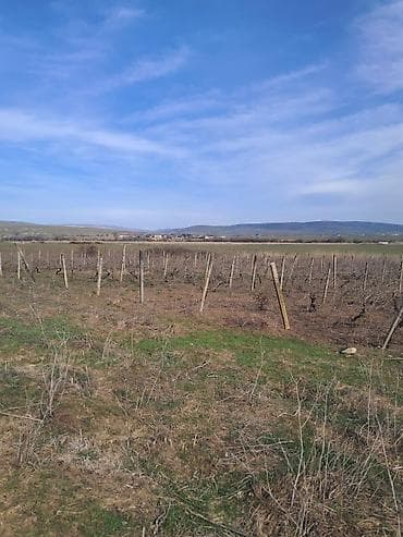 1 hektar nece sotdur: Kənd təsərrüfatı — 8