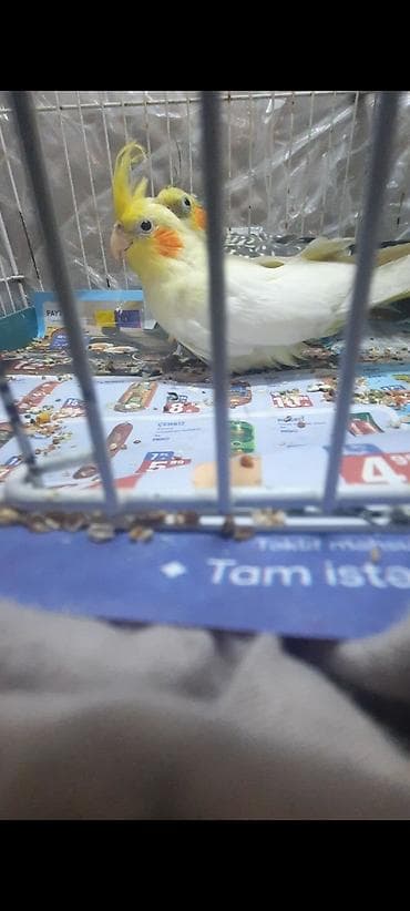 Akvariumlar: Nimfa (cockatiel) papağanı - Rəng: açıq sarı-ağ bədən, yanaqlarda — 2