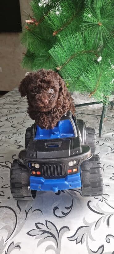 xaski balalari satilir: Pudel balalar saglamdılar — 4