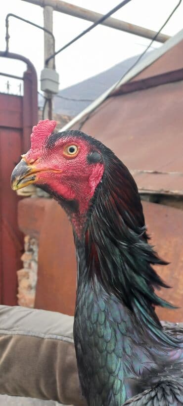 ağdam xoruzu gence: Təcili satilir.Heyrati xoruz, zil qara. 1yaş 3ayliq — 4