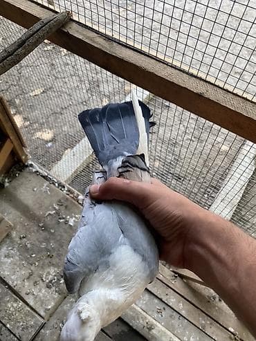kuckar ov iti: Hunkari erkey.heyvanin gizginligna soz ola bilmez.baki ve bezi — 4
