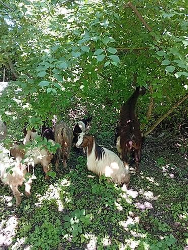 südlük keçi: Salam 5 keçi 5 çəpiş(2 erkək+3dişi).cavan keçilərdir.1 i əkiz — 3