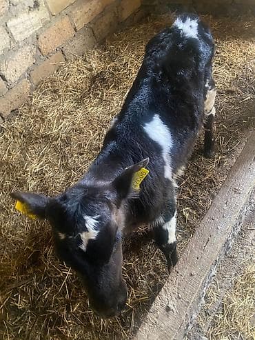 simmental inek: Qara-ağ rəngli buzov - Qulaqlarda sarı birləşdirilmiş birkalar — 1