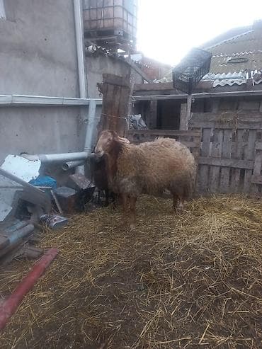 Qoyun – ətlik/yunlu yerli tip - Cins tipi: yerli ətlik‑yunlu — 7