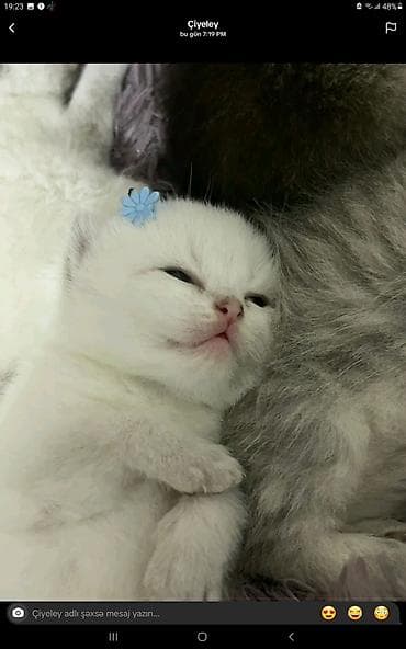 Ağ tüklü balaca pişik balası - Rəng: tam ağ tüklər, çəhrayı burun və