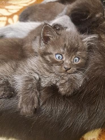 bala pişikler: Yaxşı əllərə — 2