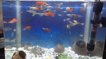 Akvariumlar: 35 e yaxin baliqdir. akvariumla bir yerde. unvan nermanov — 3