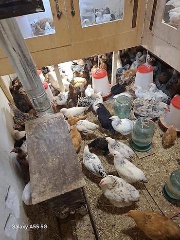 cücə satışı 2023: Toyuq cücələri, Ətlik — 5