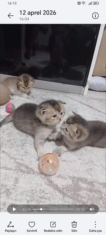 Qızıl şinşilla, Dişi, Yaxşı əllərə, Ünvandan götürmə lalafo.az -da Qızıl şinşilla, Dişi, Yaxşı əllərə, Ünvandan götürmə