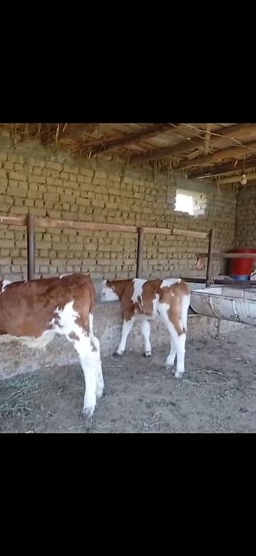 Телята: Satılır: 3 baş cins buzov - Növ: ətlik-südlük istiqamətli simmental — 2