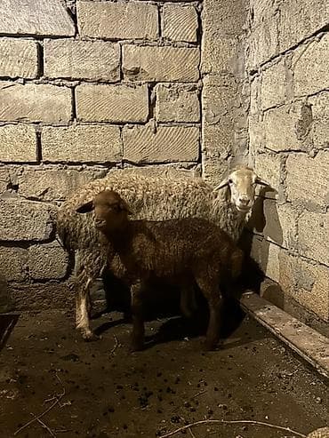 qoyun yanıbala: Ana bala satilir 4 cu balasidi — 1