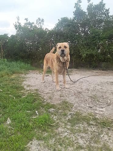 məndə at vasapda: Qurdbasar — 1