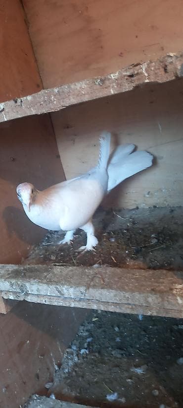 quş sesleri: Quşlar satılır hazır cüt — 1