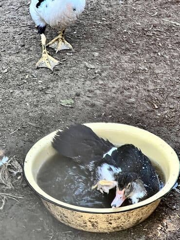 qarabağ atı qiyməti: 🦆 🦢 ördək və qaz satılır! ✅ tam sağlam, ev şəraitində bəslənmiş — 2