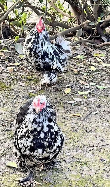 dekorativ quş: Toyuq, Damazlıq — 3